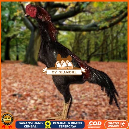 

Telur Ayam Pakhoy White King Vertil Siap Di Tetaskan Jaminan Super Oiginal Bergaransi CV GLAMOUR
