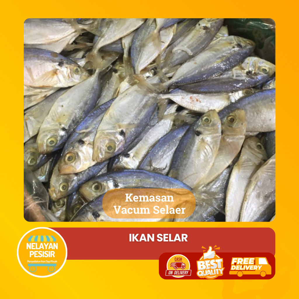 

Selar Kuning Segar Ikan Laut Sehat Tanpa Pengawet