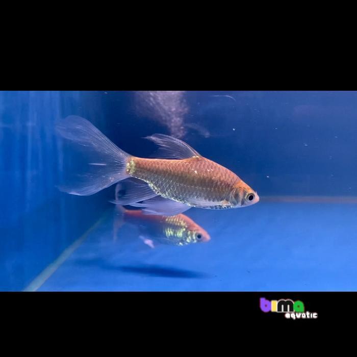 hiasan aquarium ikan kaviat slayer 8-11 cm