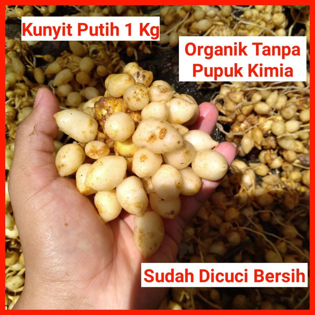 

Kunyit Putih Segar Asli 100% Berat 1 kg | Kunir Putih Segar 1 kg | Temu Putih Segar