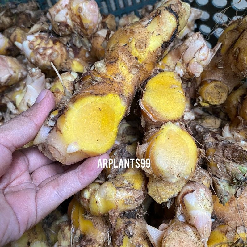 

Korehcok Bangle / Panglai Segar Organic 500 Gram