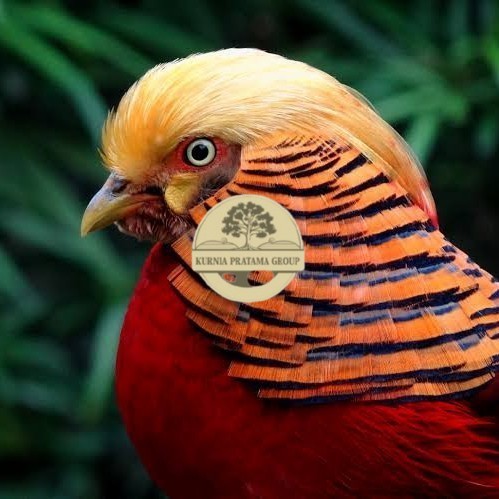 

Telur ayam ringneck golden pheasant telur ayam hias fertil siap tetas KURNIA PRATAMA GROUP