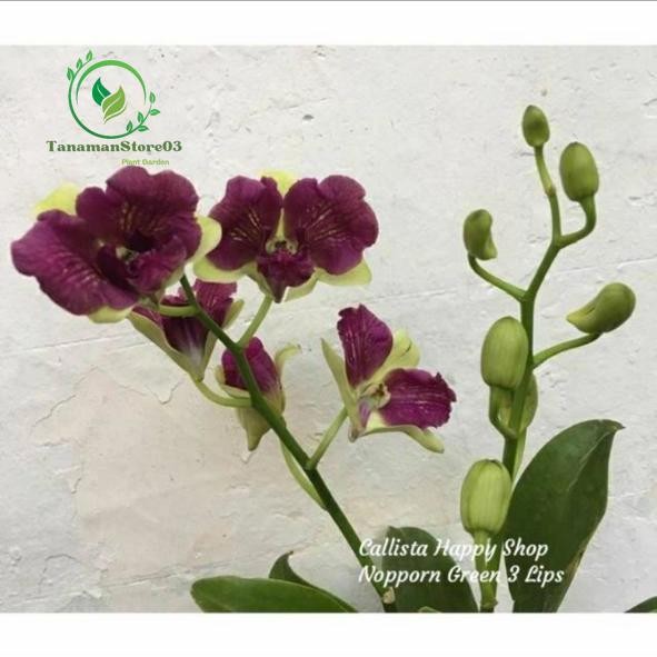 Anggrek Dendrobium Nopporn Gold 3 Lips