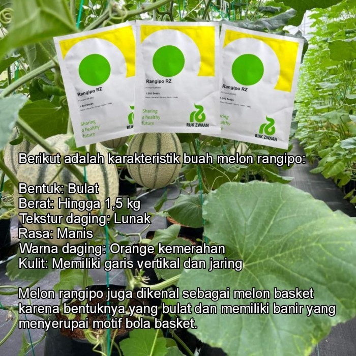 BENIH MELON RANGIPO RZ MELON PREMIUM RIJK ZWAAN 100 BUTIR