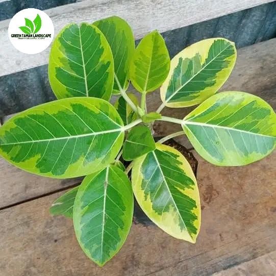 Bibit pohon karet kebo kuning