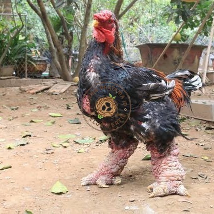 

Telur ayam dong tao / telur ayam hias / telur fertil siap kirim KURNIA PRATAMA ID