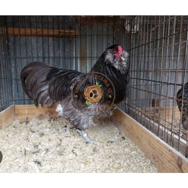 

TELUR AYAM HIAS AMERAUCANA UNTUK DI TETASKAN KURNIA PRATAMA ID