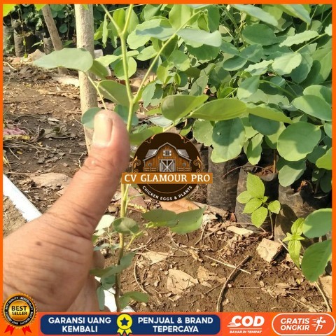 Bibit Tanaman Pohon Sonokeling, Kayu Sonokeling Bibit Tanaman Super Unggul CV GLAMOUR PRO