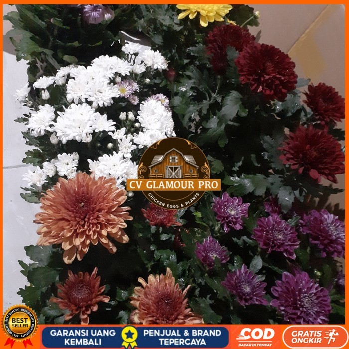BIBIT BUNGA KRISAN SUDAH BERBUNGA Bibit Tanaman Super Unggul CV GLAMOUR PRO