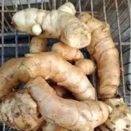 

kunyit putih segar dan fres 1000 gram curcuma zedora, temu putih pilihan asli