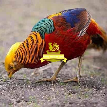 

telur ayam golden pheasant hias fertil siap ditetaskan - golden pheasant KURNIA PRATAMA ABADI