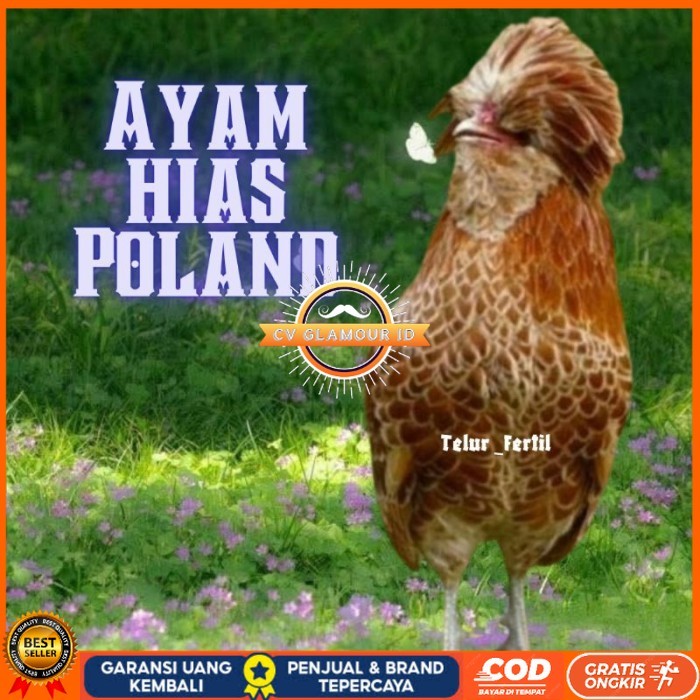 

telur ayam hias Poland bisa untuk di tetaskan original berkualitas CV GLAMOUR ID