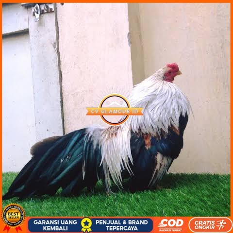 

Telur ayam hias ga tre than chau fertil untuk ditetaskan Langsung CV GLAMOUR ID