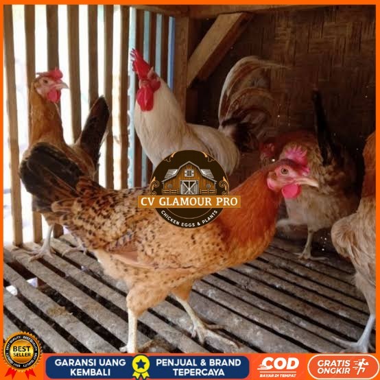 

Telur ayam elba petelur handal fertil siap ditetaskan - telur-ayam-elba CV GLAMOUR PRO