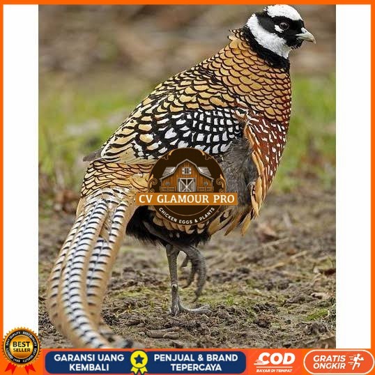 

Telur ayam hias ringneck reeves pheasant fertil siap ditetaskan CV GLAMOUR PRO