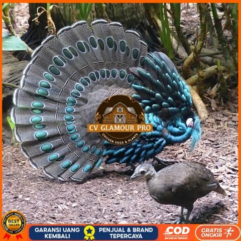 

Telur ayam hias ringneck palawan pheasant fertil siap ditetaskan Langsung CV GLAMOUR PRO