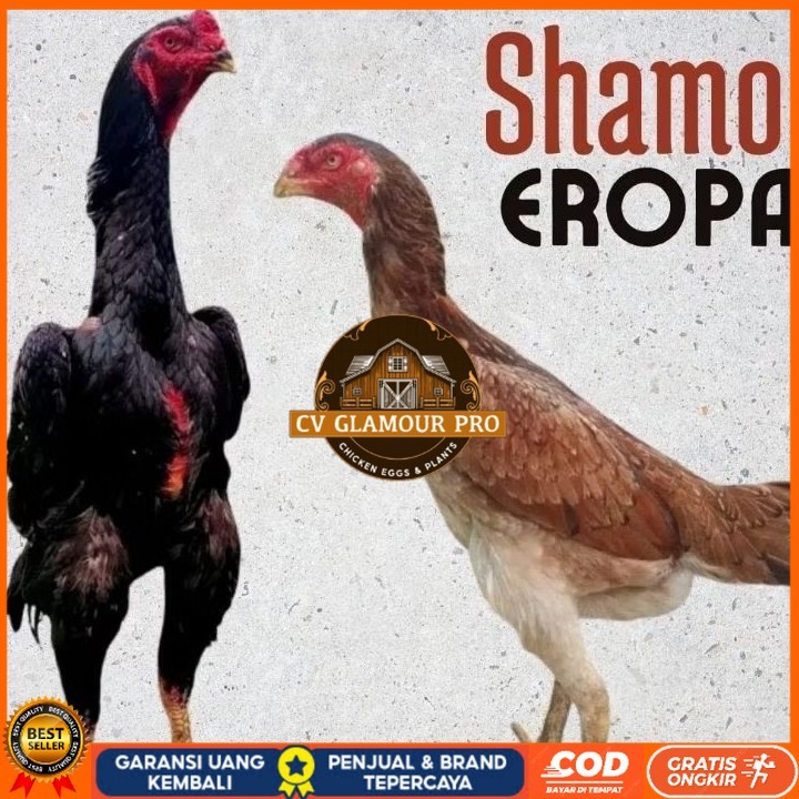 

telur ayam shamo eropa Ori petarung bisa untuk di tetaskan CV GLAMOUR PRO