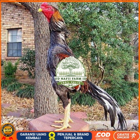 

Telur ayam bangkok pakhoy petarung aduan fertil asli UD NAFII FARM ID