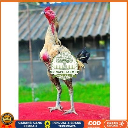 

Telur ayam bangkok shamo brazil / ayam petarung aduan siap ditetaskan UD NAFII FARM ID