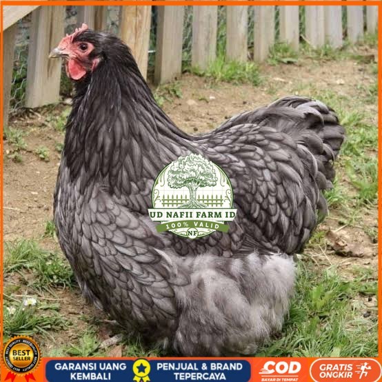 

Telur ayam bantam chocin / telur ayam hias / telur fertil siap cod UD NAFII FARM ID