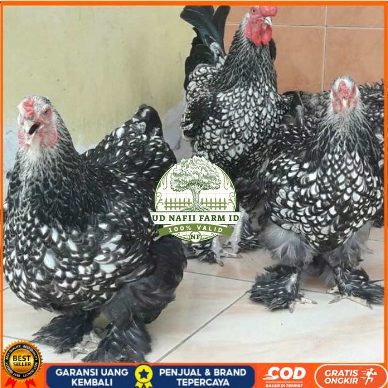 

TELUR AYAM HIAS BRAHMA SILVER LACED UNTUK DI TETASKAN UD NAFII FARM ID