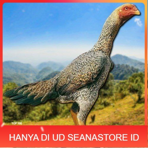 

TELUR TETAS AYAM SHAMO EROPA UNTUK DI TETASKAN UD SEANASTORE ID