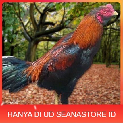 

Telur Ayam Pakhoy Full Brakot Vertil Siap Di Tetaskan Jaminan Super Oiginaal Bergaransi UD SEANASTORE ID