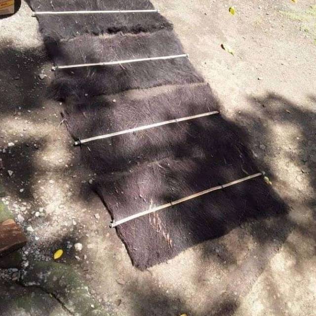 Kakaban (kembang biak ikan)