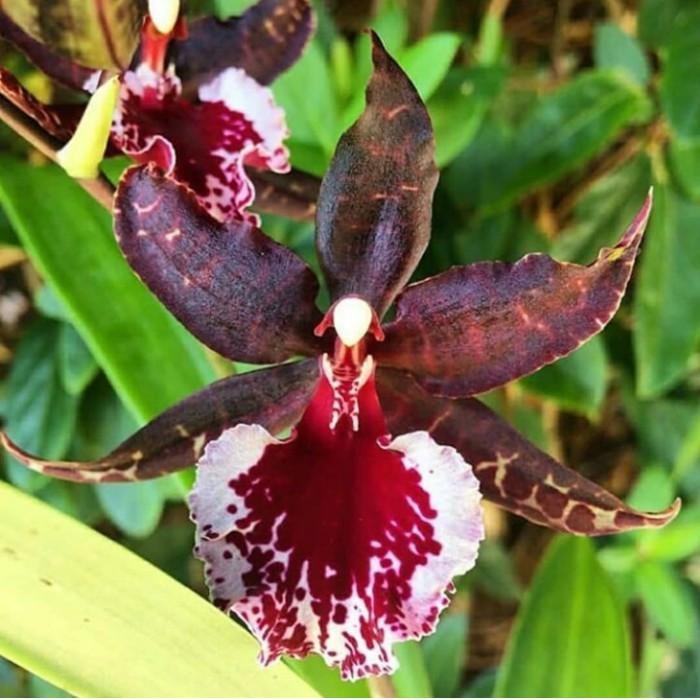 Tanaman hias anggrek oncidium massai white