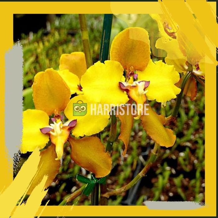 Bibit Tanaman Bunga Anggrek tanah Oncidium Golden Shower berkualitas