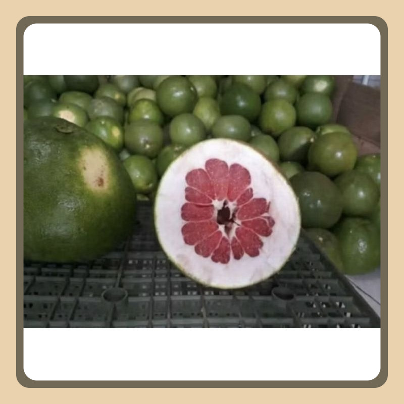 

combo hemat jeruk pamelo berat 2kg 2pcs+ 1 bonus(sesuai stok yang tersedia)