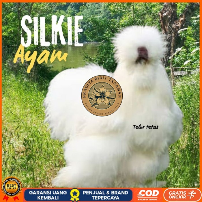

telur ayam hias silkie original bisa untuk di tetaskan original berkualitas PRADITA BIBIT TANAMAN