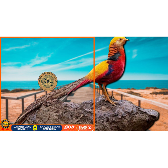 

telur ayam hias goldenpheasant bisa untuk di tetaskan PRADITA BIBIT TANAMAN