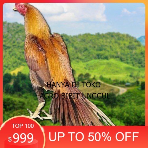 

Telur Ayam Ekor lidi (ORI) agro.bibit.unggul