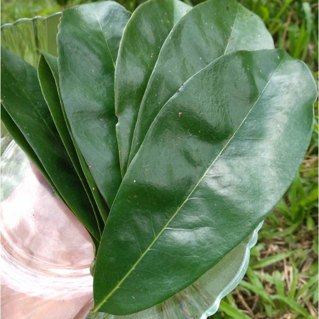 

Daun sirsak segar/fresh 150lembar