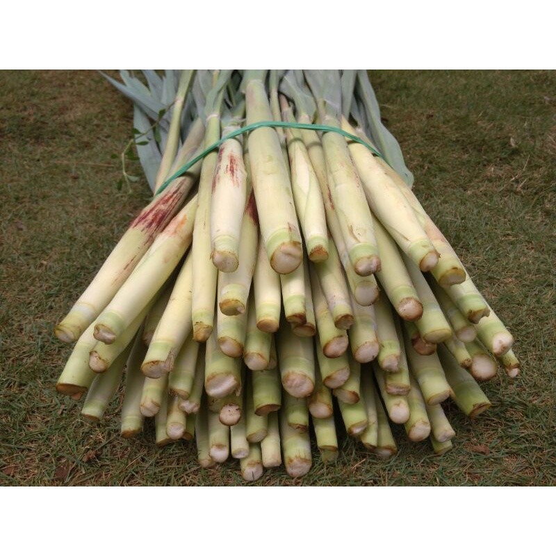 

Sayuran segar,Terubuk,tebu telor 500g