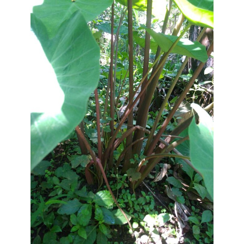 

Bibit Talas sayur talas bentol super enak empuk gahar 1kg isi 5-6 btg