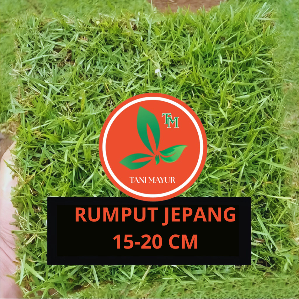 Rumput Jepang /rumput kuburan  /Rumput Peking 15-20cm untuk kebutuhan taman dan makam