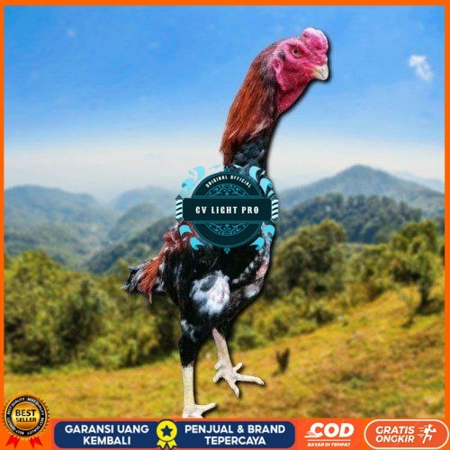

telur ayam shamo jepang ori petarung bisa untuk di tetaskan CV LIGHT PRO
