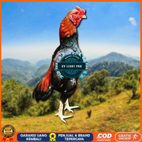 

telur tetas ayam shamo eropa CV LIGHT PRO