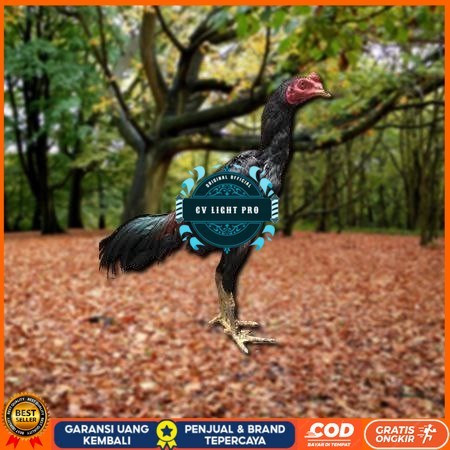 

Telur Ayam Pakhoy Jumbo Vertil Siap Di Tetaskan Jaminan Super Oiginal Bergaransi valid CV LIGHT PRO