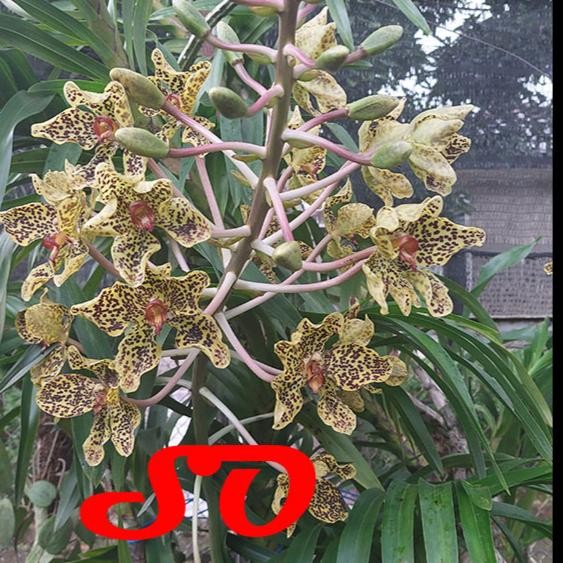 PROMO[ DEWASA ] Grammatophyllum speciosum var. Papua | Anggrek Tebu Papua : Sang Ratu Anggrek dari T