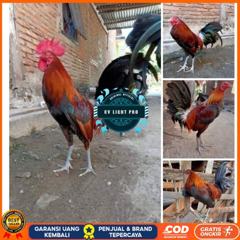

Telur Ayam Fhilipin Hanya Untuk Ditetaskan CV LIGHT PRO