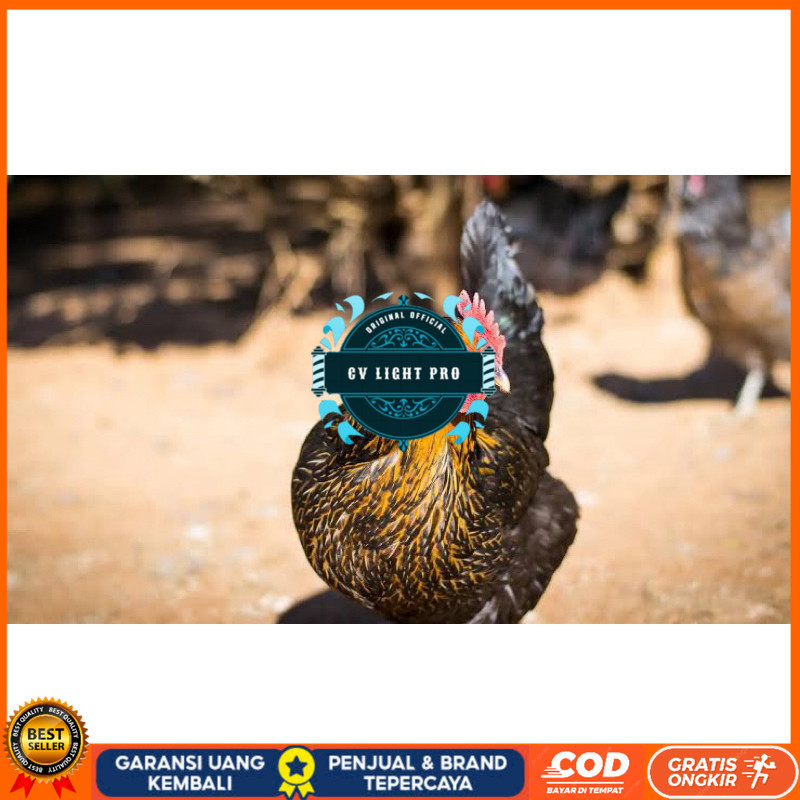 

TELUR FERTIL AYAM KUB AYAM MULTIGUNA INDUKAN TERSELEKSI UNTUK DI TETASKAN CV LIGHT PRO
