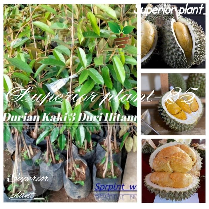 BIBIT DURIAN OCHEE KAKI 3 DURI HITAM KAKI 3
