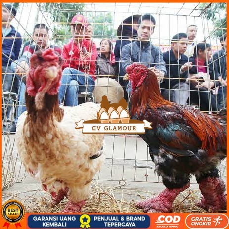 

Telur ayam dong tao / telur ayam hias / telur fertil siap tetas CV GLAMOUR