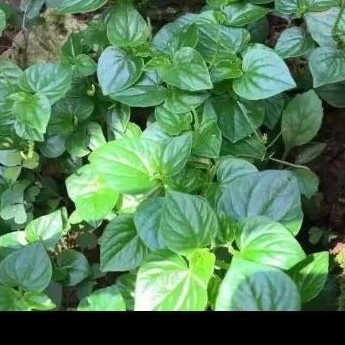 

. Daun sirih China suruhan ketumpang air segar 200gram fres