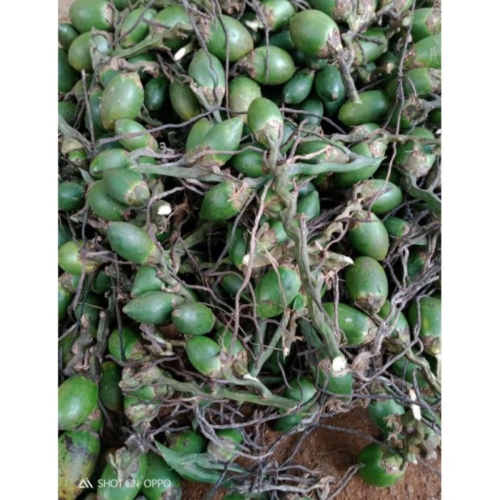 

COD buah pinang muda per 1 kg buah jame muda fresh .