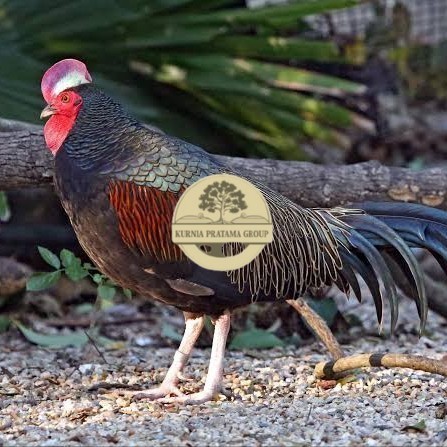 

Telur ayam hutan x jawa / telur ayam hias / telur fertil siap kirim KURNIA PRATAMA GROUP