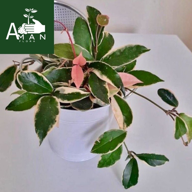 ## ( BISA COD ) Tanaman Hias Hoya Carnosa Tricolor Bunga Hias Hoya Carnosa Trecolour Tanaman Hidup H